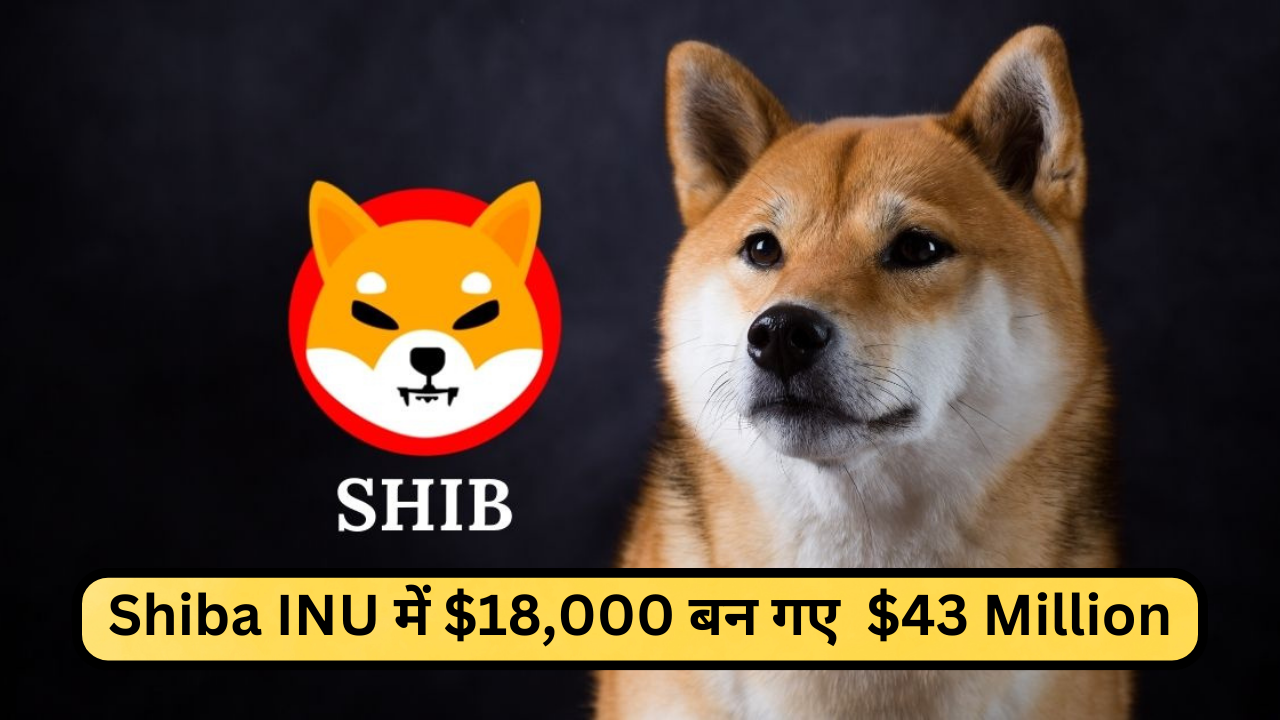 shiba inu